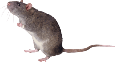 imagine a picture of a rat here